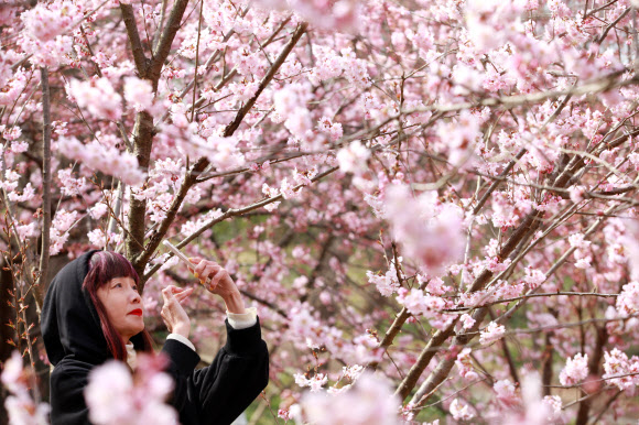 A woman takes photos of cherry blossom in the springtime in Nanjing, east China‘s Jiangsu Province, March 6 2022. Xinhua 연합뉴스