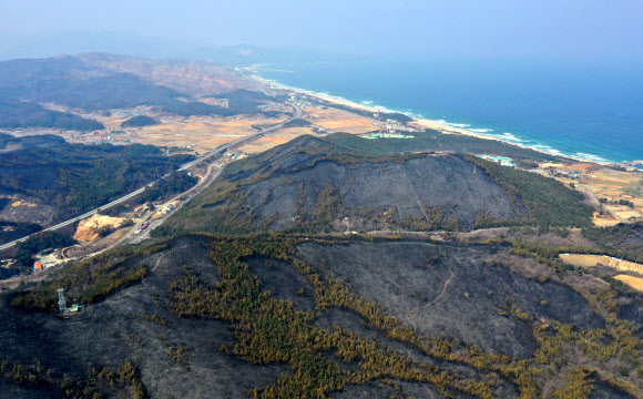 동해안 산불이 남긴 상처