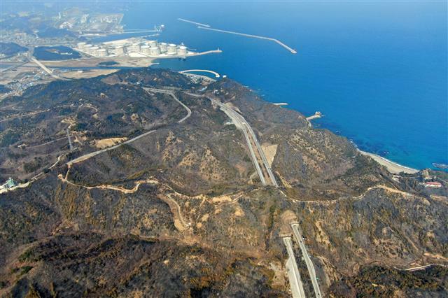 초록색 사라진 강원 삼척 일대