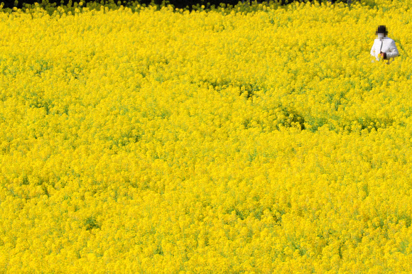 사계리는 유채꽃 천국
