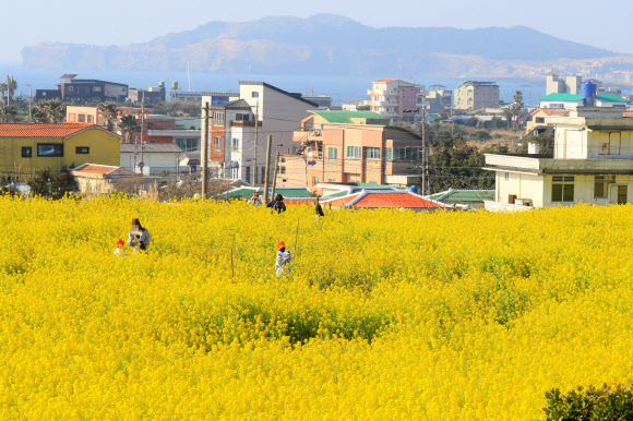 사계리는 유채꽃 천국