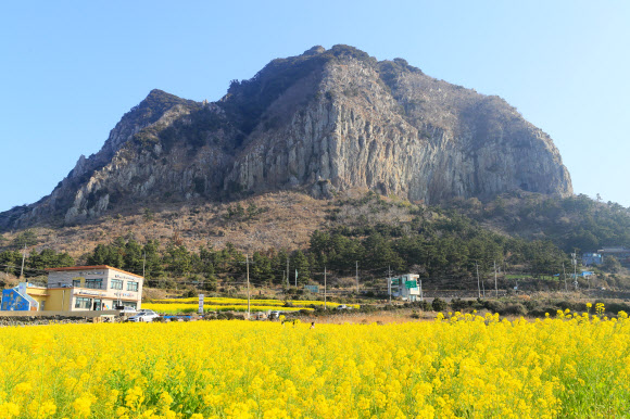사계리는 유채꽃 천국