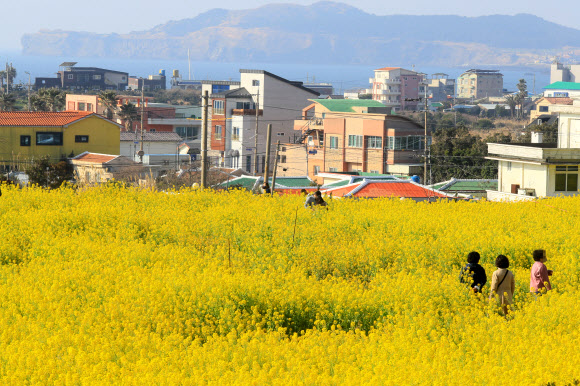 사계리는 유채꽃 천국