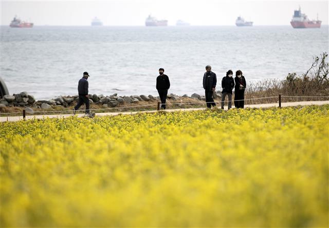 울산 슬도에 유채가 활짝