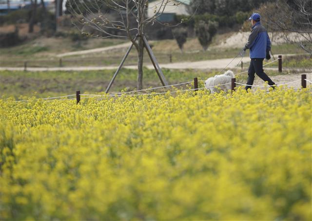 울산 슬도 인근에 활짝 핀 유채꽃