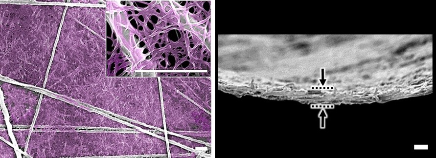인공장기에 쓰이는 인공 세포외기질 박막 개발