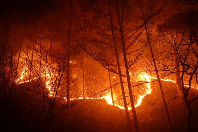 울진 산불이 금강송 군락지를 위협하고 있다. 산림청 제공