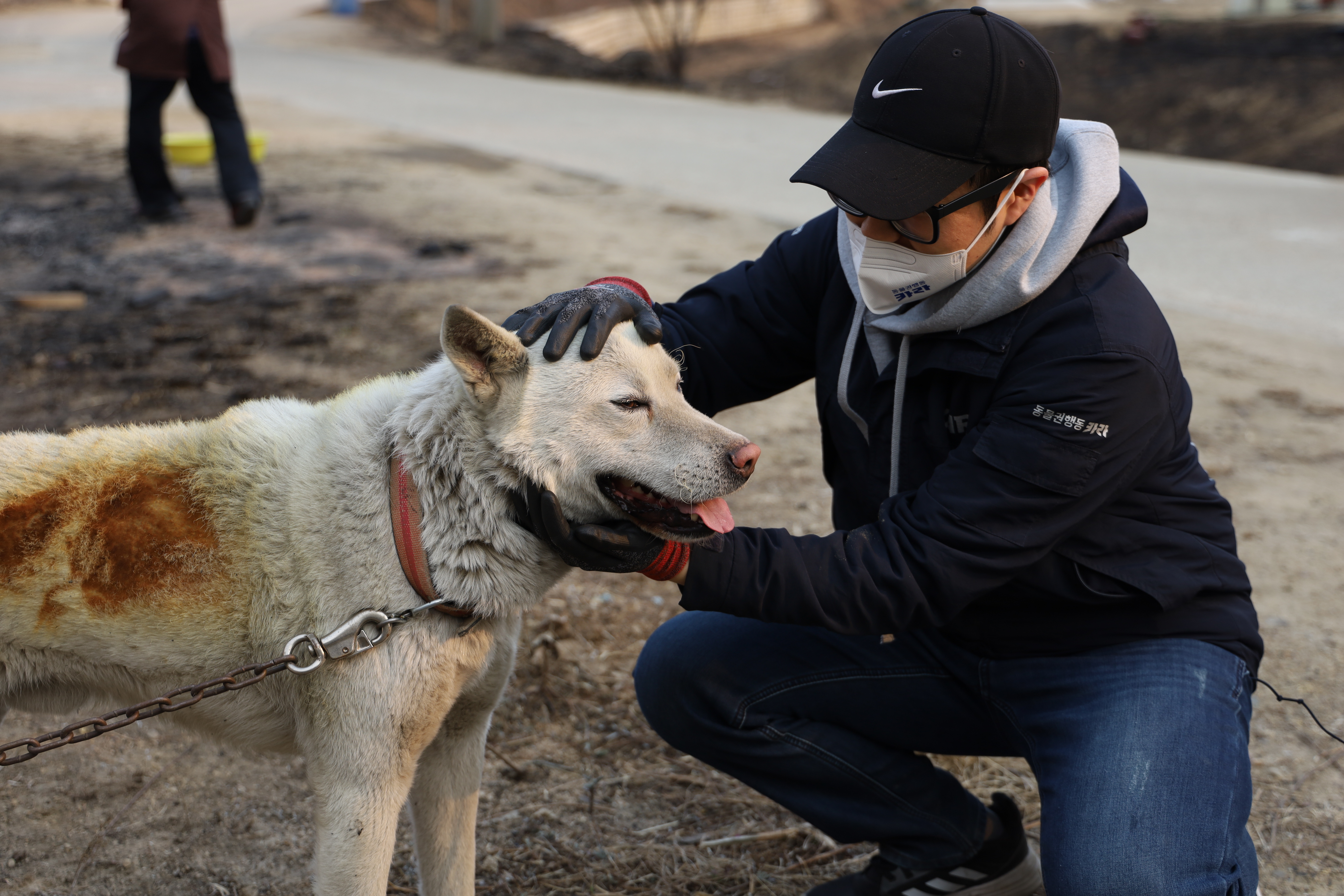 동물권행동 카라 활동가가 경북 울진 산불 현장에서 화상 입은 개를 구조하고 있다. 동물권행동 카라 제공