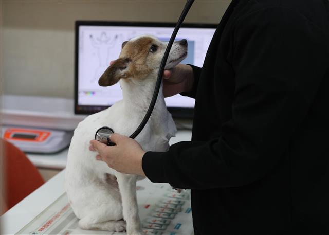 돈 없어도 우리 멍멍이 아프지 않게