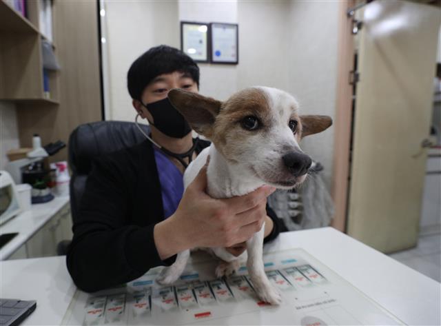 취약계층 강아지,고양이 수술비 20만원까지 지원