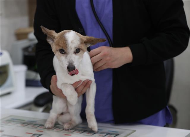‘취약계층도 돈 걱정없이 반려동물 키울 수 있게’