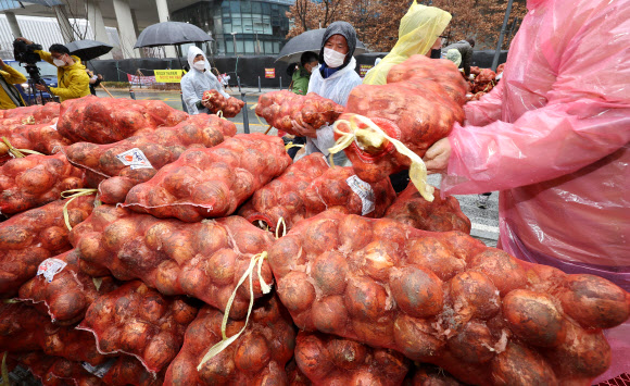 성난 ‘양파’ 재배 농민들