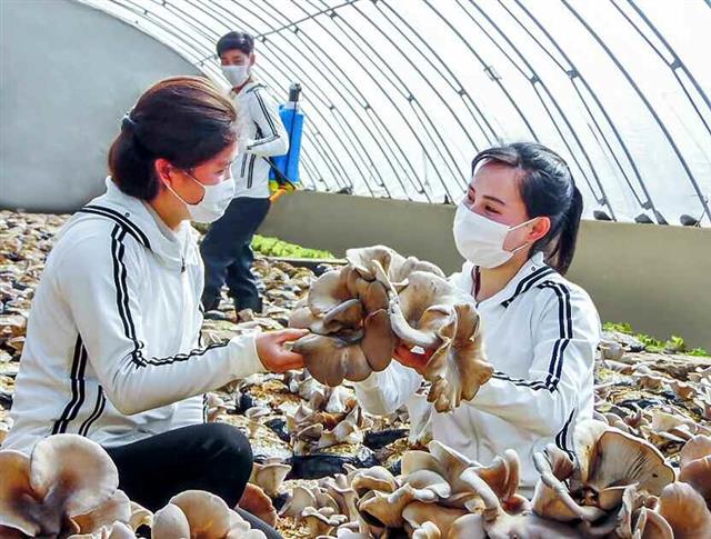 북한 노동당 기관지 노동신문은 15일 버섯공장의 일꾼들의 기술역량이 향상돼 버섯 생산량이 증가했다고 전했다. 평양 노동신문·뉴스1