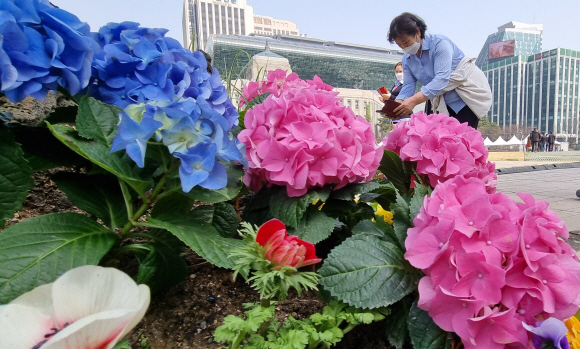 16일 서울시청 앞 광장에 ‘사계절 꽃길 조성사업’의 일환으로 조성된 꽃밭이 설치돼 있다. 2022.3.16 박지환기자
