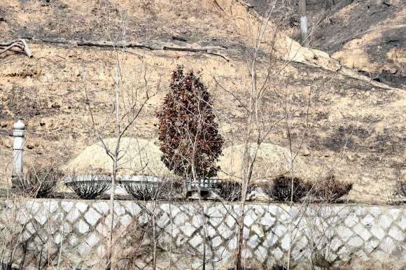 볏짚 뿌려진 산소