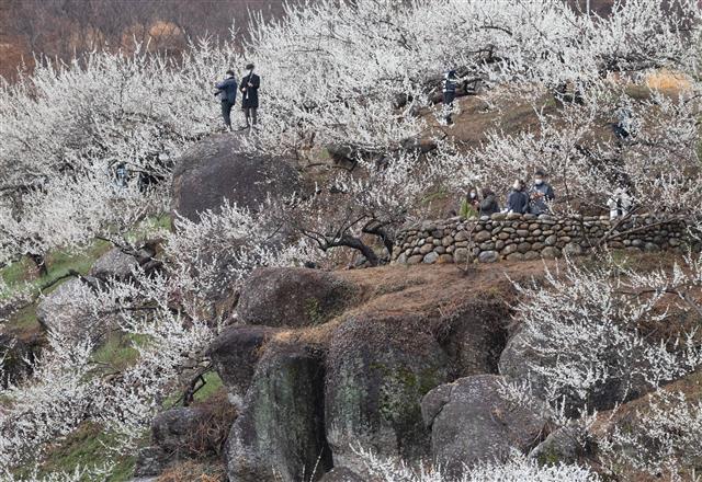 상춘객 반기는 매화마을