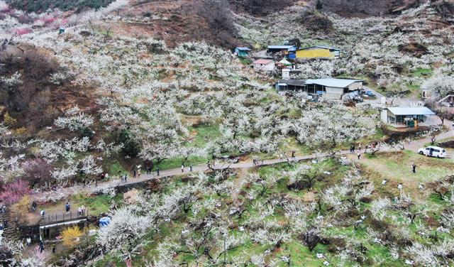 ‘이것은 눈이 아닌 만개한 매화’