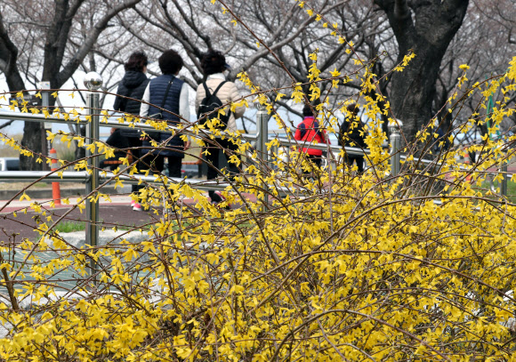 개나리 활짝 핀 부산의 봄