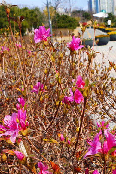 봄꽃 영산홍 개화