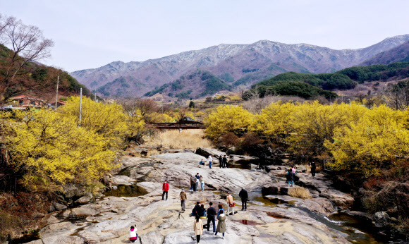 겨울과 봄의 동거