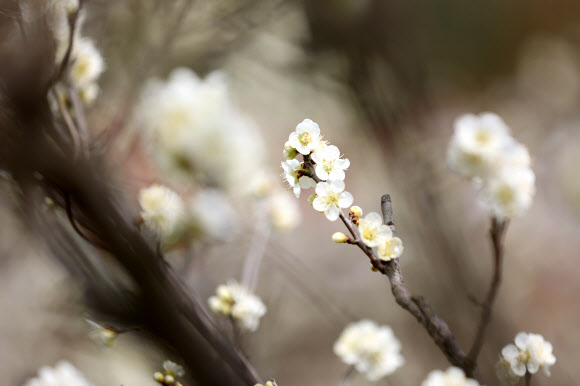 임실군 오수면의 매화