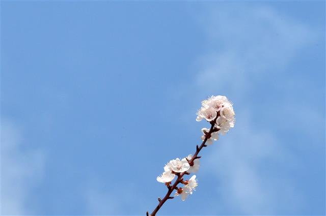 푸른 봄 하늘과 만난 벚꽃
