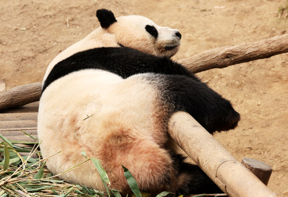 낮잠 자는 아이바오