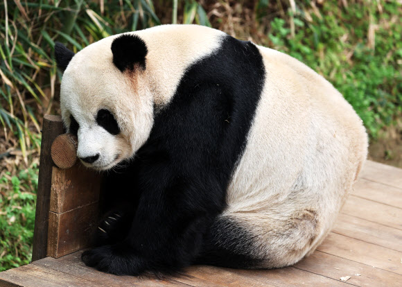 춘곤증 몰려오는 봄날 오후