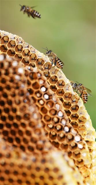 부지런함과 협력의 대명사 ‘꿀벌’은 식물의 꽃가루를 옮겨 다양한 작물 재배가 가능하도록 돕는 유용한 곤충이다. 기후변화로 지난 겨울 월동 꿀벌 78억마리가 사라진 것으로 추산된다. 폐사 원인은 해충과 이상기후로 추정될 뿐 명확하게 규명되지 않았다. 서울신문 DB