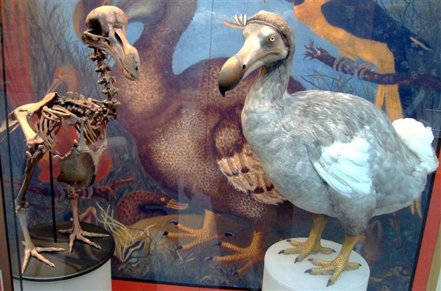 모리셔스에 서식하던 도도새는 서양인들이 상륙한 지 100년 만에 멸종위기종이 됐고 17세기 말 멸종해 버렸다. 영국 옥스퍼드대 자연사박물관 제공