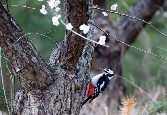 오색딱따구리의 봄