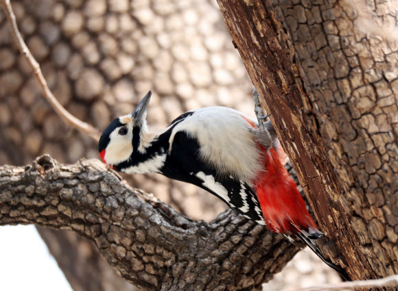 먹이 찾는 오색딱따구리