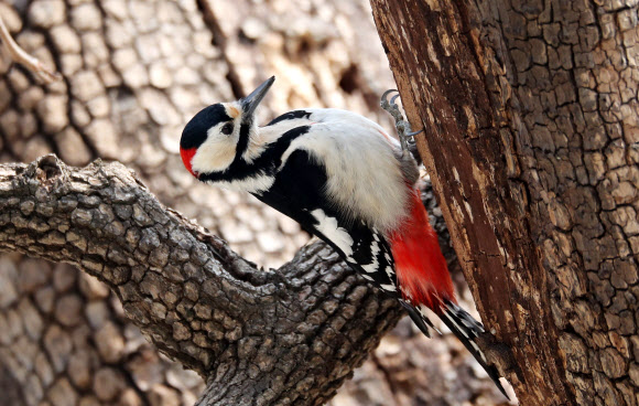 먹이 찾는 오색딱따구리