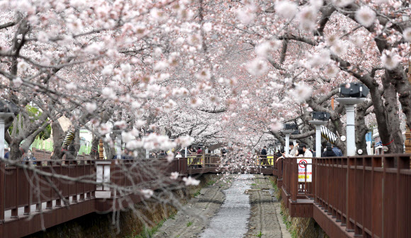 28일 오후 경남 창원시 진해구 여좌천 로망스다리 일대를 찾은 관광객이 벚꽃을 구경하고 있다.  국내 대표 벚꽃 축제인 ‘진해군항제’는 코로나19 여파로 취소됐다. 2022.3.28  연합뉴스