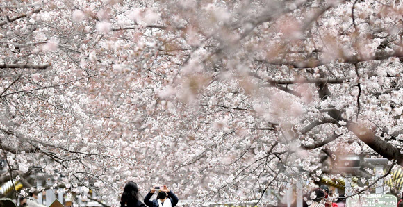 28일 오후 경남 창원시 진해구 여좌천 로망스다리 일대를 찾은 관광객이 벚꽃을 구경하고 있다.  국내 대표 벚꽃 축제인 ‘진해군항제’는 코로나19 여파로 취소됐다. 2022.3.28  연합뉴스