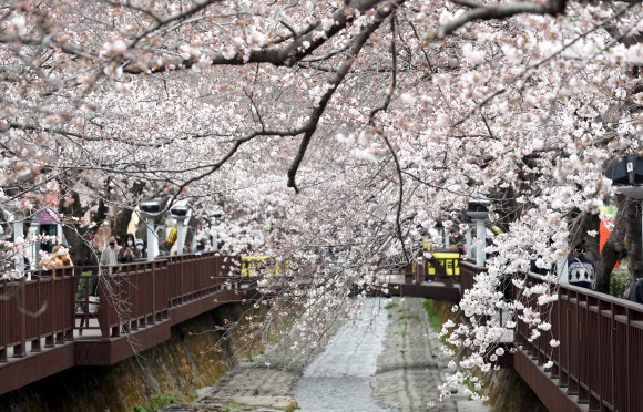 28일 오후 경남 창원시 진해구 여좌천 로망스다리 일대를 찾은 관광객이 벚꽃을 구경하고 있다.  국내 대표 벚꽃 축제인 ‘진해군항제’는 코로나19 여파로 취소됐다. 2022.3.28  연합뉴스