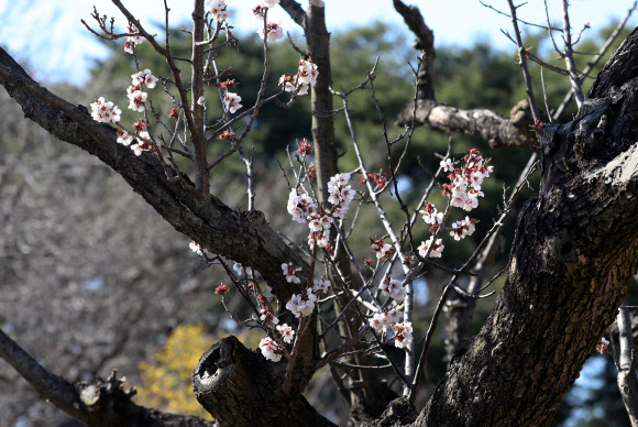 고사 위기 속 끈질긴 생명력 ‘율곡매’