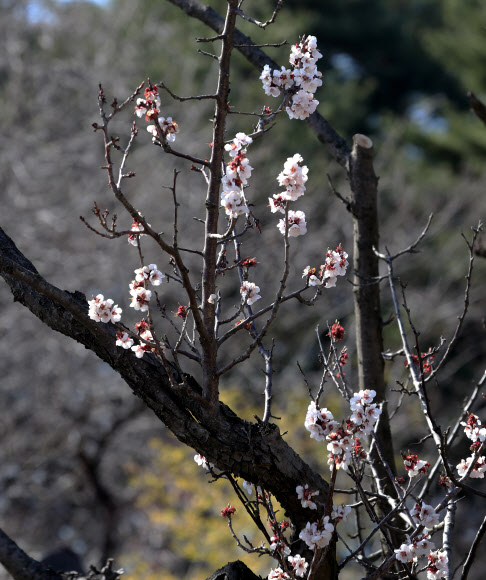고사 위기 속 끈질긴 생명력 ‘율곡매’