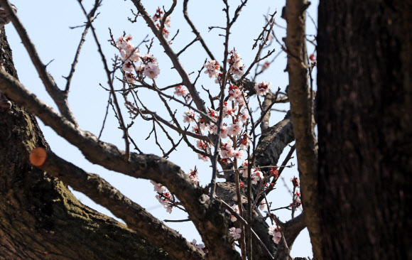 수령 600년 율곡매 꽃 ‘활짝’