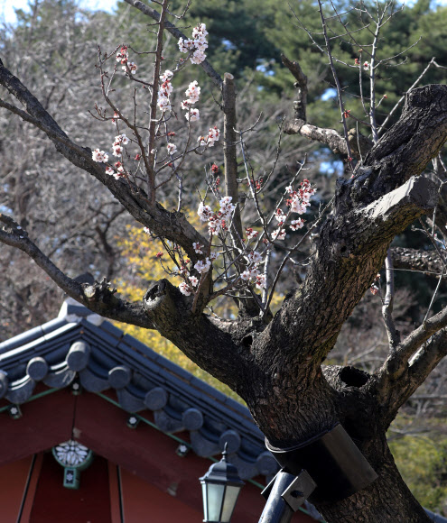 수령 600년 율곡매 꽃 ‘활짝’