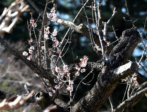 사실상 고사 판정…율곡매 연분홍 꽃 ‘활짝’