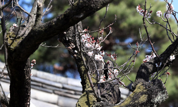 사실상 고사 판정…율곡매 연분홍 꽃 ‘활짝’