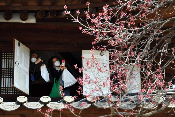 29일 서울 덕수궁에서 시민들이 석어당 2층에 올라 창문 너머로 살구꽃을 감상하고 있다. 덕수궁관리소는 덕수궁의 주요 전각 내부를 둘러보며 살구꽃을 감상할 수 있는 특별 공개 프로그램을 오는 3일까지 매일 2회(오전 10시, 오후 3시30분) 운영한다.2022.3.29  박윤슬 기자