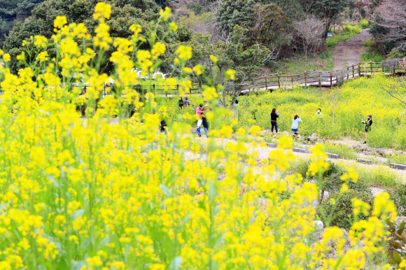 서귀포 엉덩물 계곡의 봄