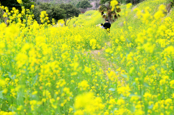 서귀포 엉덩물 계곡의 봄