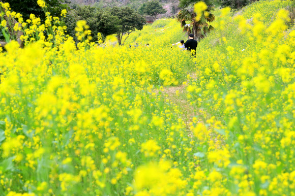 서귀포 엉덩물 계곡의 봄