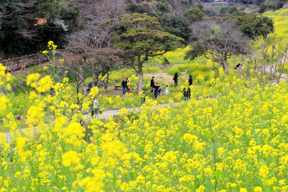 서귀포 엉덩물 계곡의 봄