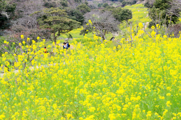 서귀포 엉덩물 계곡의 봄