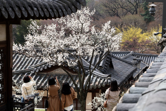 낙선재 후원 봄철 특별관람