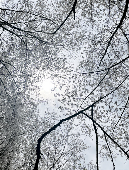 1일 오후 광주 북구 중외공원에 벚꽃이 만개해 하늘을 가리고 있다. 2022.4.1  연합뉴스